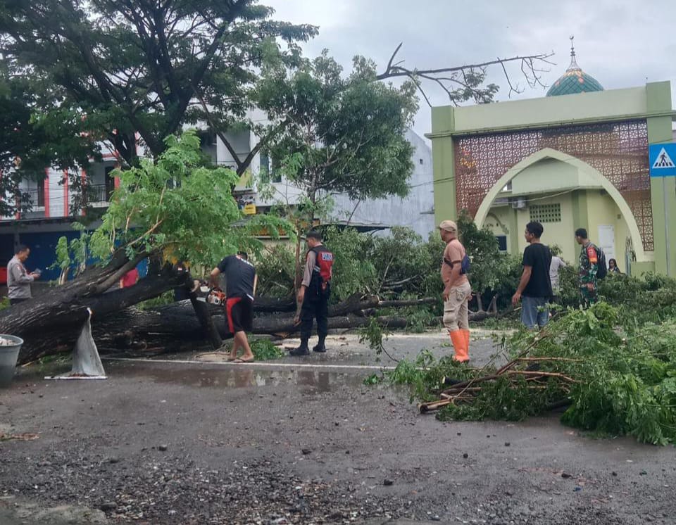 Petugas kepolisian Bulukumba tangani pohon tumbang